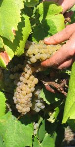 Les vignes et le raisin à maturité
