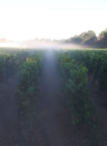 Levé du soleil sur nos vignes