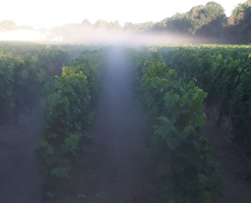 Levé du soleil sur nos vignes